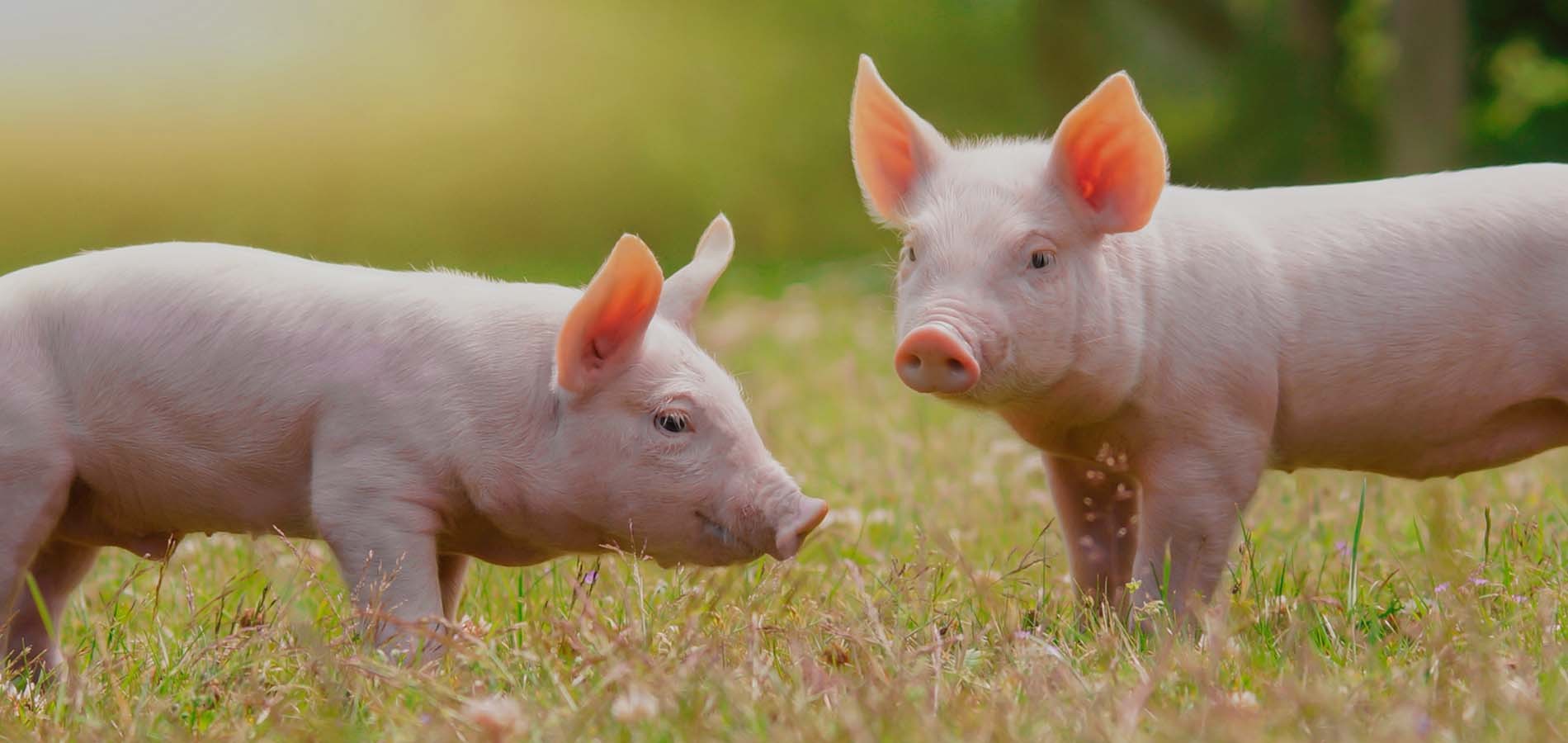 Discover our kit for African Swine Fever detection